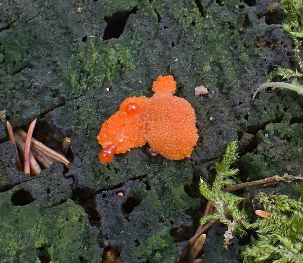 jahodník sasankovitý Tubifera ferruginosa (Batsch) J.F. Gmel.