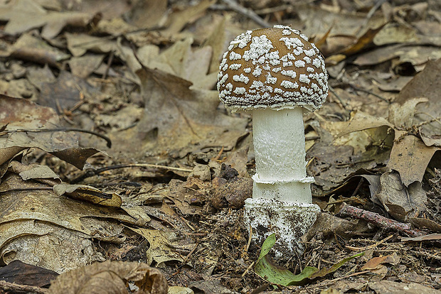 muchotrávka tigrovaná Amanita pantherina (DC.) Krombh.