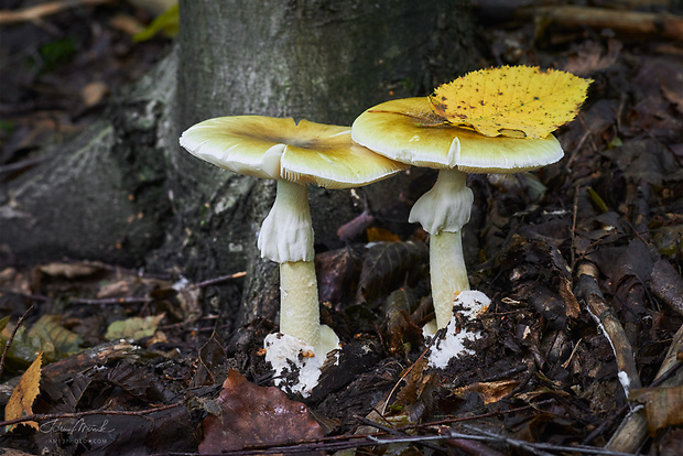 muchotrávka zelená Amanita phalloides (Vaill. ex Fr.) Link