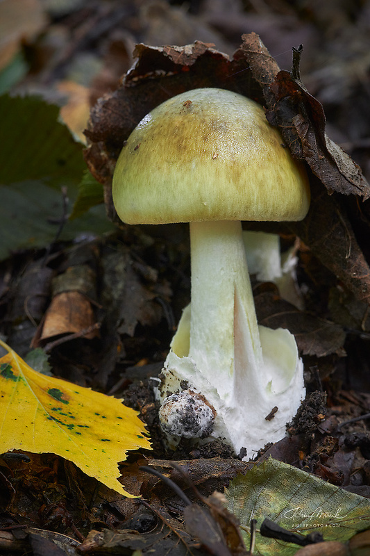 muchotrávka zelená Amanita phalloides (Vaill. ex Fr.) Link