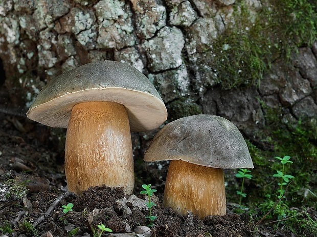 hríb bronzový Boletus aereus Bull. ex Fr.