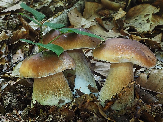 hríb smrekový Boletus edulis Bull.