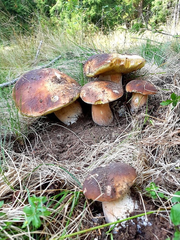 hríb smrekový Boletus edulis Bull.