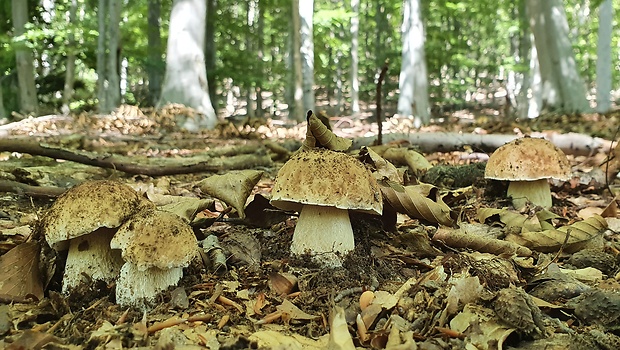 hríb smrekový Boletus edulis Bull.