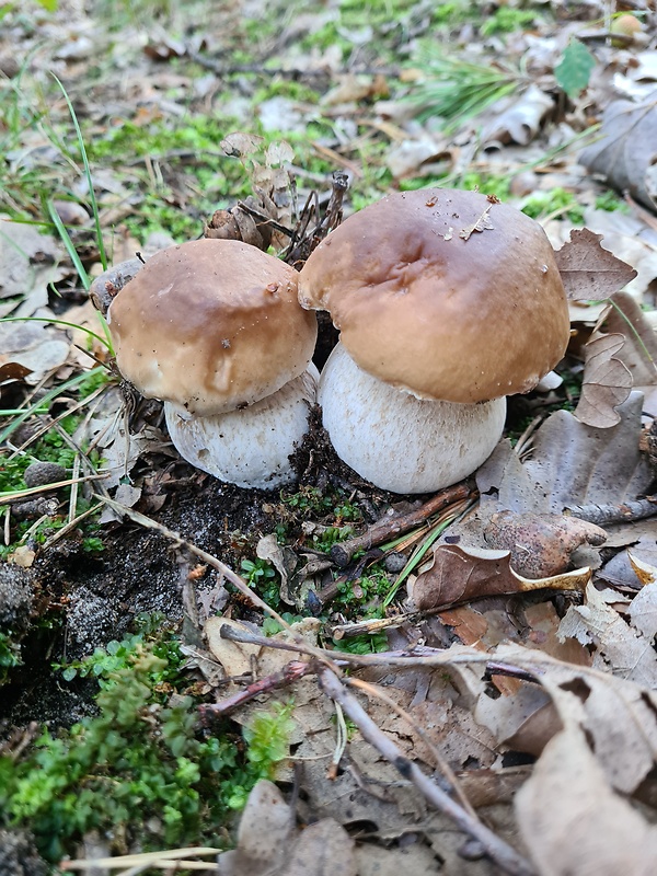 hríb dubový Boletus reticulatus Schaeff.