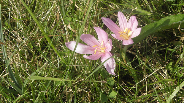 jesienka obyčajná Colchicum autumnale