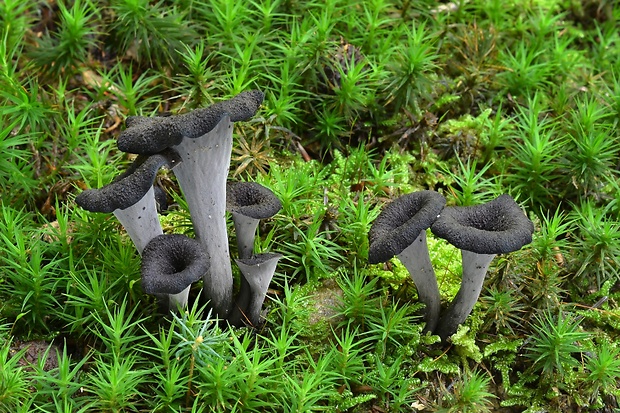 lievik trúbkovitý Craterellus cornucopioides (L.) Pers.