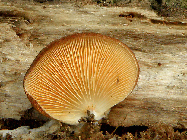 pahliva šafranová Crepidotus crocophyllus (Berk.) Sacc.