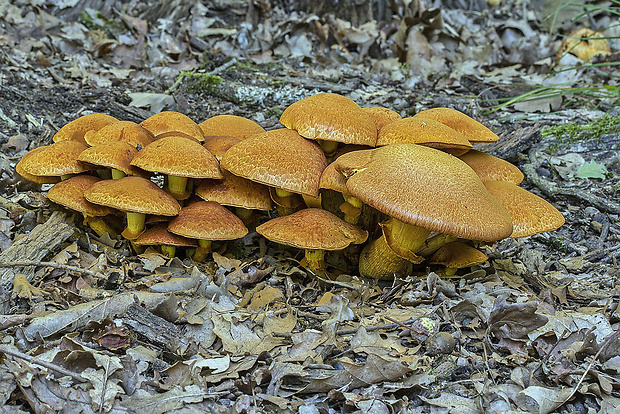 šupinovec nádherný Gymnopilus junonius (Fr.) P.D. Orton