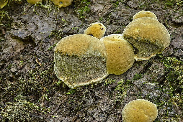 ryšavec lúčový Inonotus radiatus (Sowerby) P. Karst.