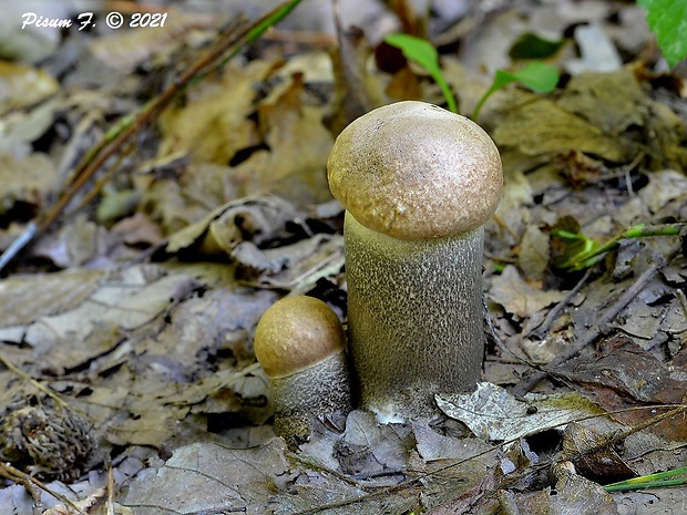 kozák topoľový Leccinum duriusculum (Schulzer ex Kalchbr.) Singer