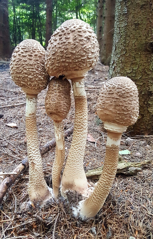 bedľa vysoká Macrolepiota procera (Scop.) Singer