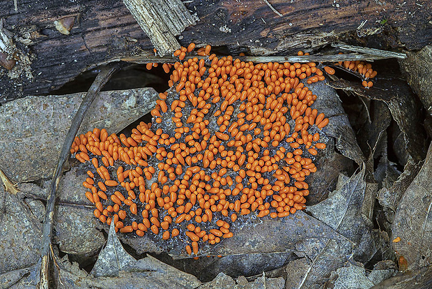 slizovka Myxomycetes