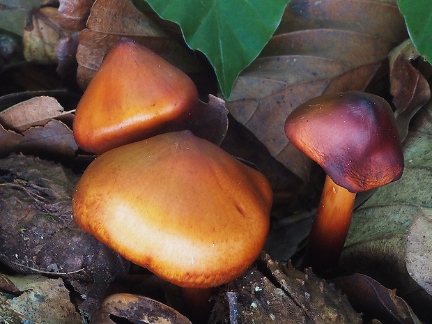 koreňovica matná Phaeocollybia jennyae (P. Karst.) Romagn.