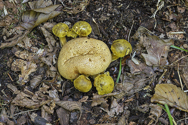 suchohríb cudzopasný Pseudoboletus parasiticus (Bull.) Šutara