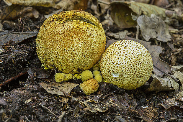 suchohríb cudzopasný Pseudoboletus parasiticus (Bull.) Šutara