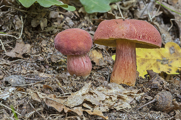 suchohríb marhuľovožltý Rheubarbariboletus armeniacus (Quél.) Vizzini, Simonini & Gelardi