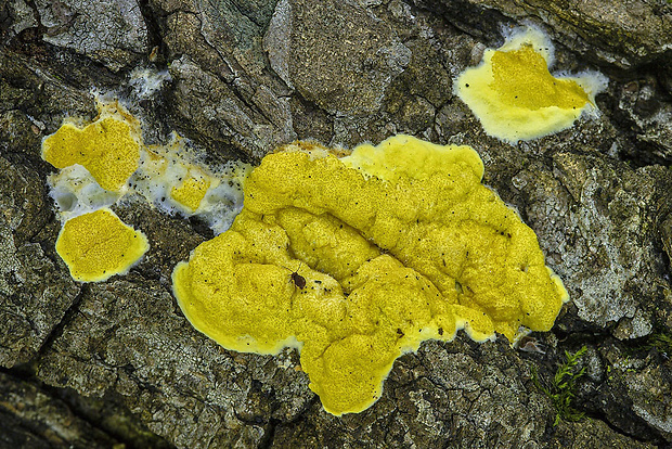 ponorenec citrónovožltý Trichoderma citrinum (Pers.) Jaklitsch, W. Gams & Voglmayr