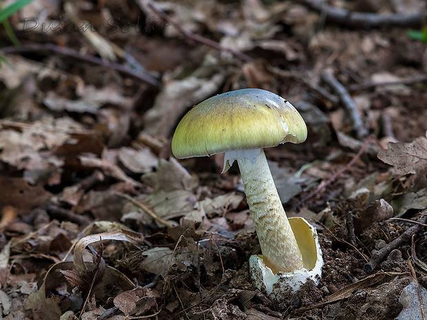 muchotrávka zelená Amanita phalloides (Vaill. ex Fr.) Link