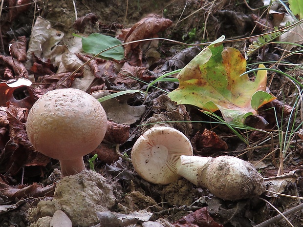 muchotrávka červenkastá Amanita rubescens Pers.