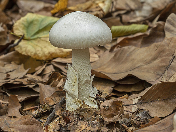 muchotrávka pošvatá biela Amanita vaginata var. alba Gillet