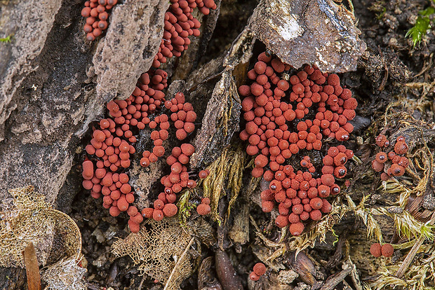 mištička Arcyria affinis Rostaf.