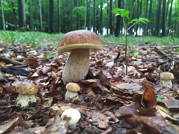 hríb smrekový Boletus edulis Bull.