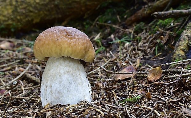 hríb smrekový Boletus edulis Bull.