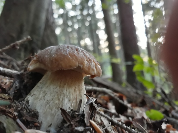 hríb smrekový Boletus edulis Bull.