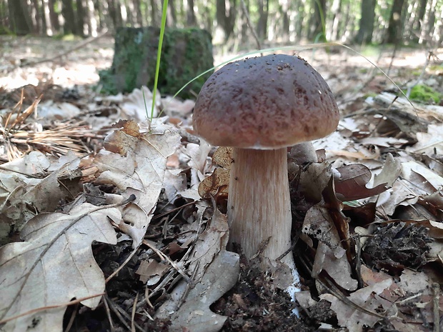 hríb dubový Boletus reticulatus Schaeff.