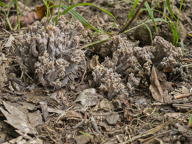 konárovka popolavá Clavulina cinerea (Bull.) J. Schröt.