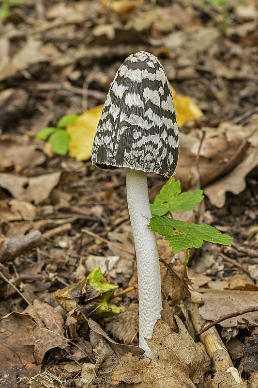 hnojník strakatý Coprinopsis picacea (Bull.) Redhead, Vilgalys & Moncalvo