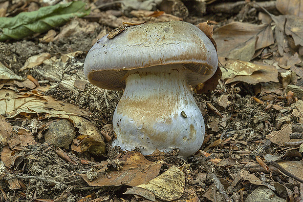 pavučinovec Cortinarius sp.