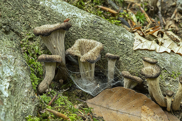 lievik trúbkovitý Craterellus cornucopioides (L.) Pers.