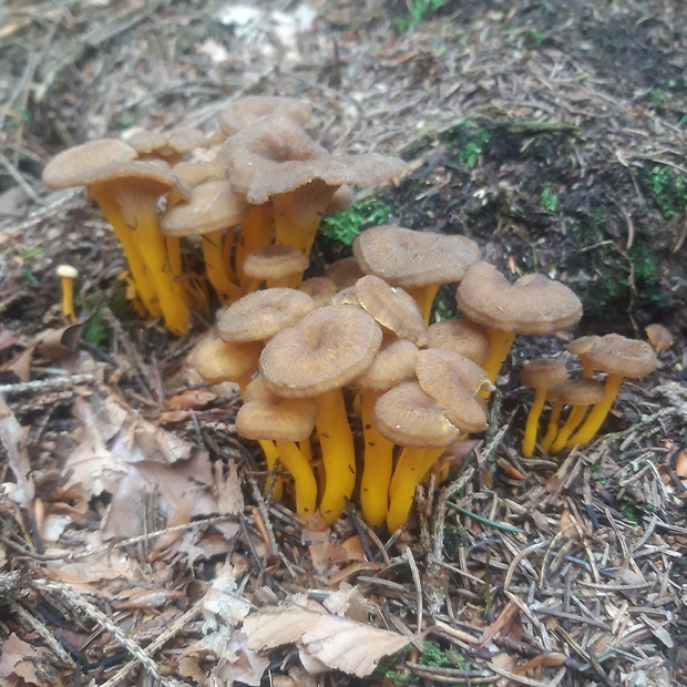 kuriatko lievikovité Craterellus tubaeformis (Fr.) Quél.