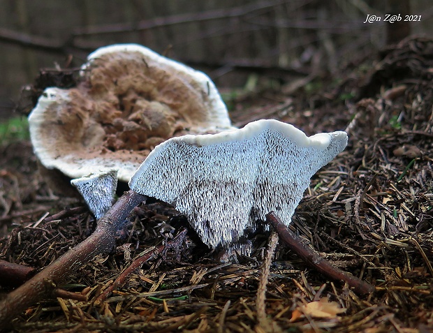 jelenkovka modrastá Hydnellum caeruleum (Hornem.) P. Karst.