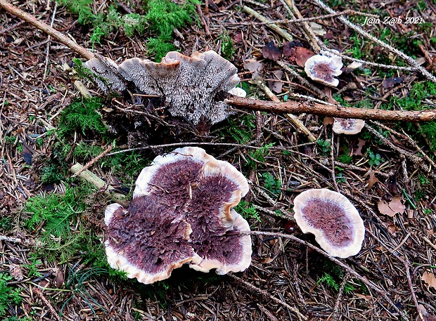 jelenkovka hrdzavohnedá Hydnellum ferrugineum (Fr.) P. Karst.