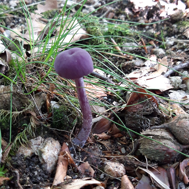 lakovka ametystová Laccaria amethystina (Huds.) Cooke