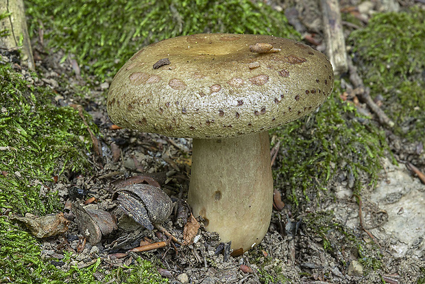 rýdzik sivozelený Lactarius blennius (Fr.) Fr.