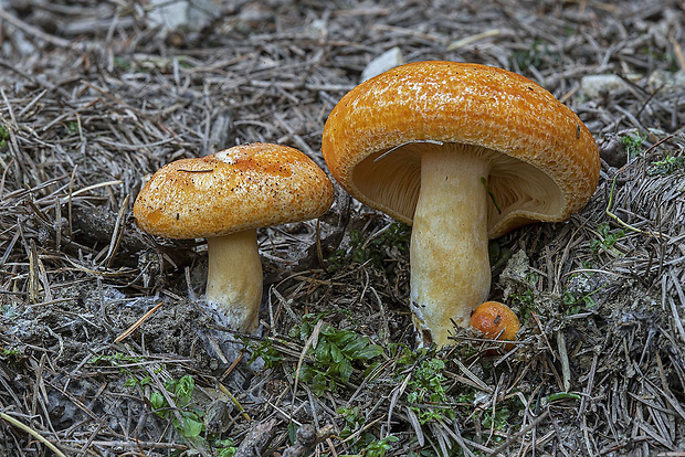 rýdzik smrekovcový Lactarius porninsis Rolland