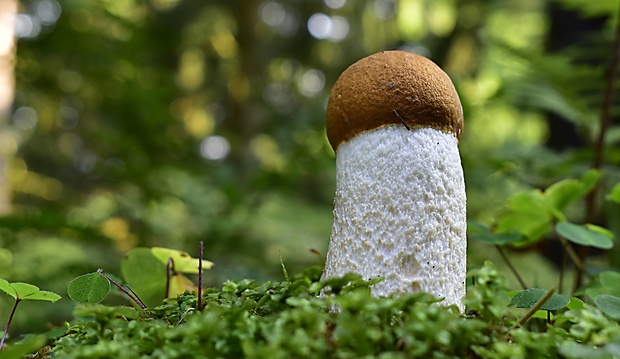 kozák osikový Leccinum albostipitatum den Bakker & Noordel.