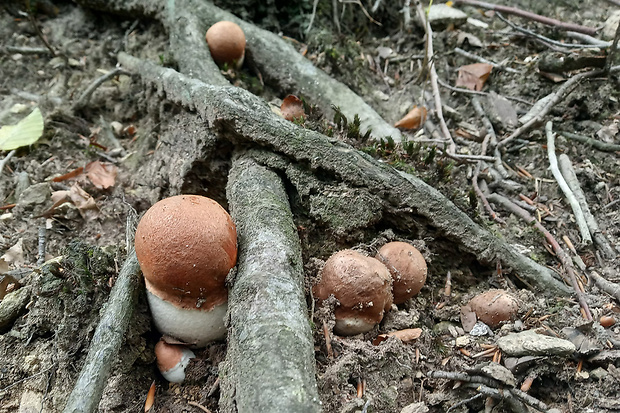 kozák dubový Leccinum aurantiacum (Bull.) Gray