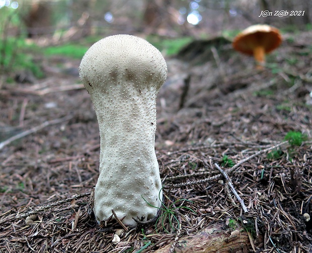 rozpadavec stopkatý Lycoperdon excipuliforme (Scop.) Pers.