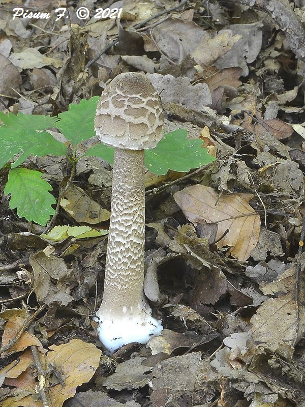 bedľa vysoká Macrolepiota procera (Scop.) Singer