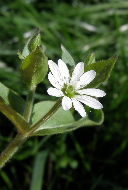 mäkkuľa vodná Myosoton aquaticum (L.) Moench