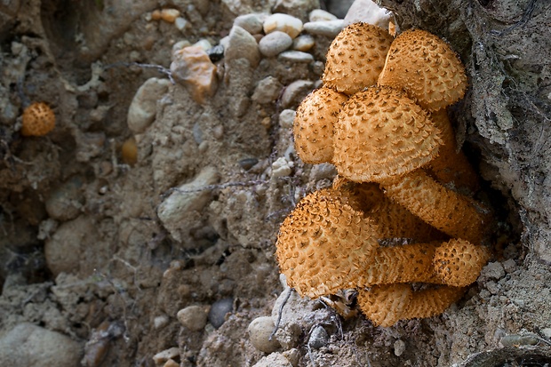 šupinovka šupinatá Pholiota squarrosa (Vahl) P. Kumm.