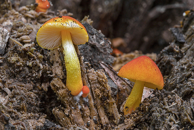 štítovka šarlátová Pluteus aurantiorugosus (Trog) Sacc.