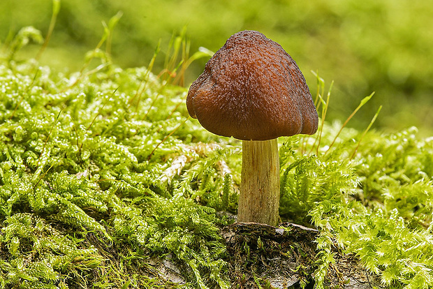 štítovka Pluteus sp.