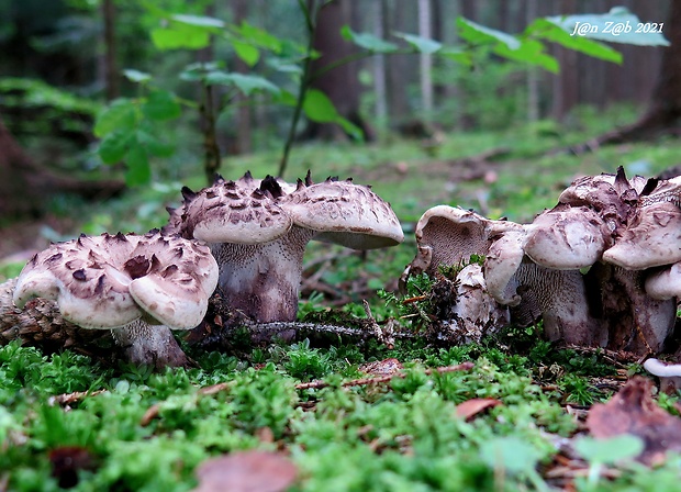 jelenkovec škridlicovitý Sarcodon imbricatus (L.) P. Karst.