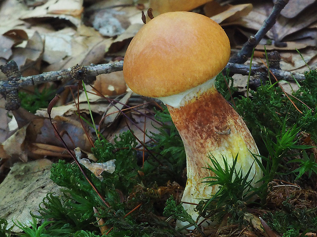 masliak smrekovcový Suillus grevillei (Klotzsch) Singer